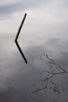 Nature picture Thibaut Cudré-Mauroux