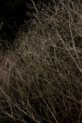 Nature picture Thibaut Cudré-Mauroux