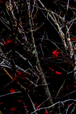 Leafs Thibaut Cudré-Mauroux