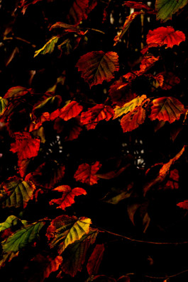 Leafs Thibaut Cudré-Mauroux