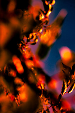 Leafs Thibaut Cudré-Mauroux