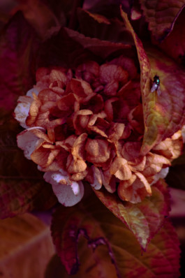 Red flowers Thibaut Cudré-Mauroux