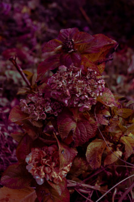 Red flowers Thibaut Cudré-Mauroux