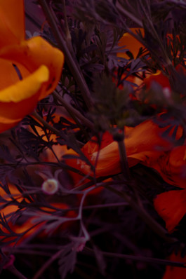 Red flowers Thibaut Cudré-Mauroux