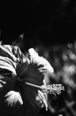 Analog photography Prague Thibaut Cudré-Mauroux