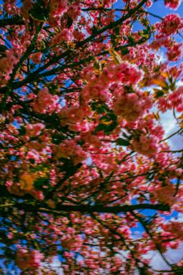  Thibaut Cudré-Mauroux