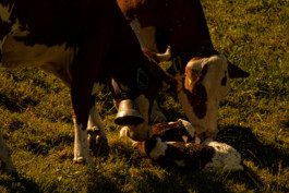  Thibaut Cudré-Mauroux