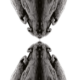 Generative art illustration Thibaut Cudré-Mauroux