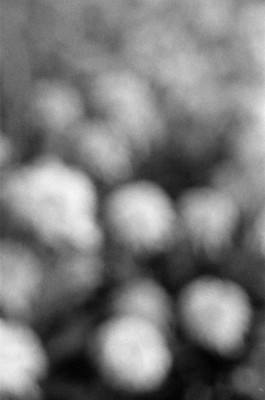 Thibaut Cudré-Mauroux