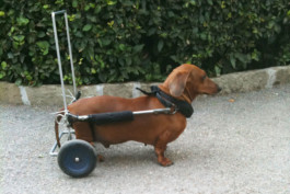 Thibaut Cudré-Mauroux